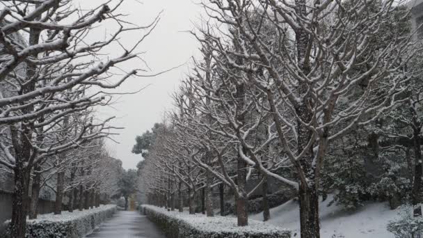 Tóquio Japão Janeiro 2022 Floresta Neve Árvores Gingko Área Tama — Vídeo de Stock