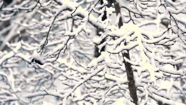 Tokyo Japan January 2022 Snow Covered Gingko Trees Tokyo Japan — Vídeo de Stock