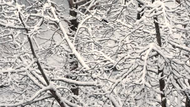 Tokyo Japan January 2022 Snow Covered Gingko Trees Tokyo Japan — Vídeo de Stock