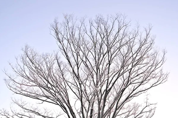 Tokyo Japonia Ianuarie 2022 Copacul Japonez Zelkova Acoperit Zăpadă Iluminat — Fotografie, imagine de stoc