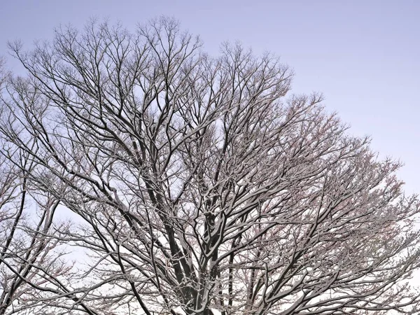 Tokyo Japan Januari 2022 Snötäckt Japanskt Zelkovaträd Upplyst Med Morgonsolen — Stockfoto