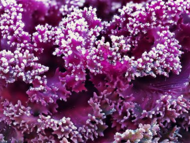 Tokyo, Japonya - 9 Ocak 2022: Tama, Tokyo, Japonya 'da itfaiyeci hortumu su gösterisi