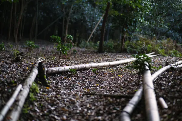 Kyoto Japan November 2021 Trail Grove Kyoto Japan — Stockfoto