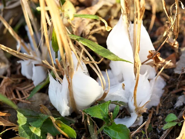 Tokyo Japonya Ocak 2022 Collinsonia Japonica Veya Keiskea Japonica Veya — Stok fotoğraf