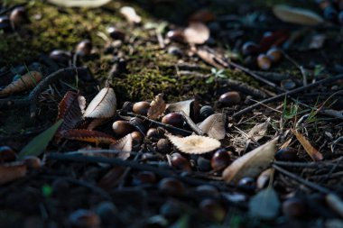 Tokyo, Japonya - 5 Kasım 2021: Ormandaki toprakta düşen Quercus Myrsinifolia fındıkları