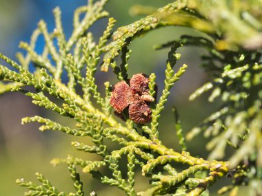 Tokyo, Japonya - 5 Şubat 2022: Japon selvi, Hinoki veya Chamaecyparis obtusa kabukları