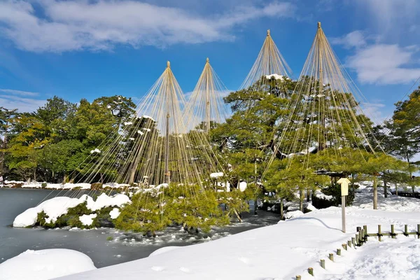 Ishikawa Japón Febrero 2022 Cuerdas Estiradas Desde Cima Pino Yukitsuri — Foto de Stock