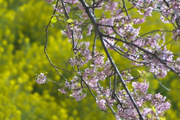 Kanagawa Japan März 2022 Fröhliche Blüte Voller Blüte Auf Tiefem — Stockfoto