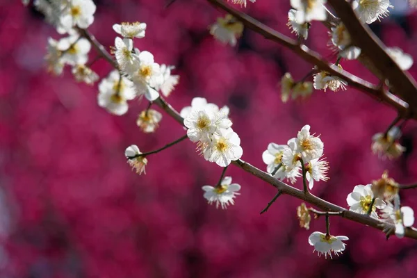 Ibaraki Japonya Mart 2022 Japonya Daki Pembe Erik Çiçeklerinin Arka — Stok fotoğraf