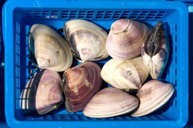 Ibaraki, Japonya - 5 Mart 2022: Balık pazarında Meretrix lusoria, Clam veya orient Clam veya hamaguri yakınlaşması