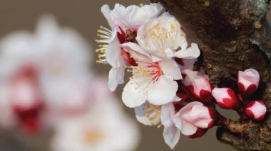 Tokyo, Japonya - 11 Mart 2022 Japonya 'da beyaz erik tomurcukları çiçek açtı