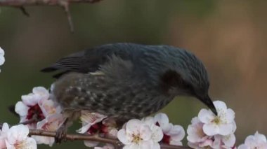 Tokyo, Japonya - 12 Mart 2022: Erik ağacının dalında bir bulbul.