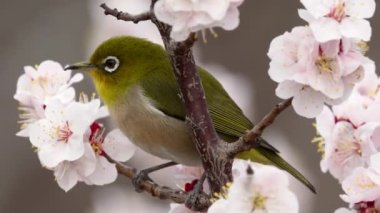 Tokyo, Japonya - 13 Mart 2022 Japon beyaz gözü erik ağacının dalında.