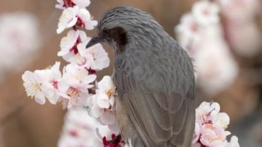 Tokyo, Japonya - 12 Mart 2022: Erik ağacının dalında bir bulbul.