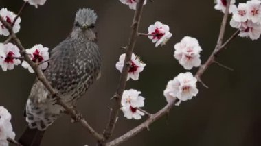 Tokyo, Japonya - 13 Mart 2022: Erik ağacının dalında bir bulbul.