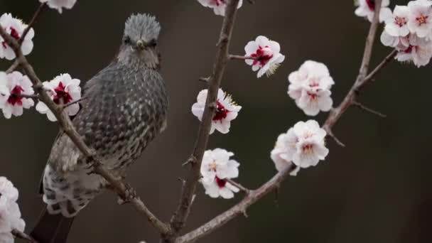 Tokio Japonia Marca 2022 Bulbul Gałęzi Śliwki — Wideo stockowe