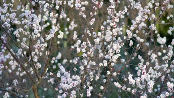 Tokio Japón Marzo 2022 Ojo Blanco Japonés Saltando Rama Rama — Vídeos de Stock