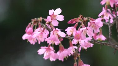 Tokyo, Japonya - 16 Mart 2022: Okame-zakura veya Japonya 'da çiçek açan kiraz çiçeği