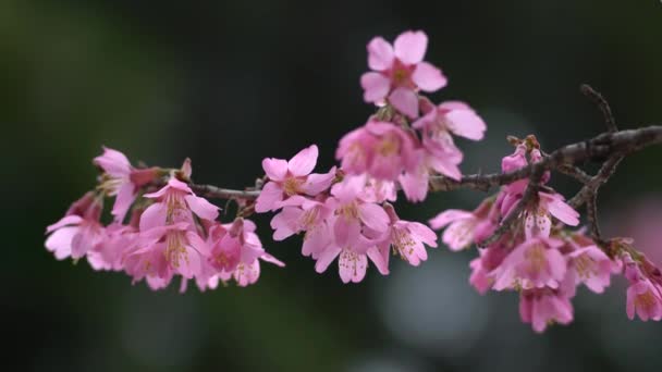 Tokyo Japon Mars 2022 Okame Zakura Cerisier Japonais Pleine Floraison — Video