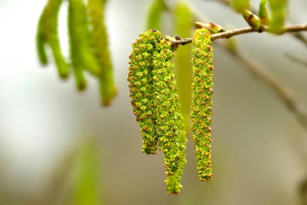 Tokyo Japan Mars 2022 Blommor Firma Alder Eller Asiatiska Alder — Stockfoto