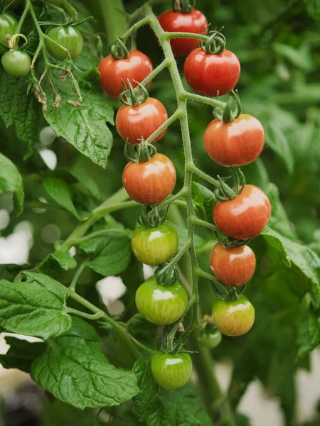 Tokyo, Japonya - 19 Mart 2022: Serada yetişen taze üzüm domatesleri