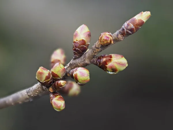 Tokio Japón Marzo 2022 Primer Plano Brotes Sakura Flores Cerezo — Foto de Stock