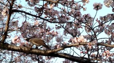 Tokyo, Japonya - 27 Mart 2022 Kiraz çiçeği veya sakura dalında bir bulbul