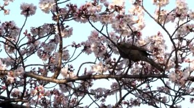 Tokyo, Japonya - 27 Mart 2022 Kiraz çiçeği veya sakura dalında bir bulbul