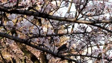 Tokyo, Japonya - 27 Mart 2022 Kiraz çiçeği veya sakura dalında bir bulbul