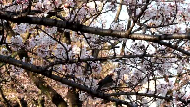 東京都 2022年3月27日桜や桜の枝にある球根 — ストック動画