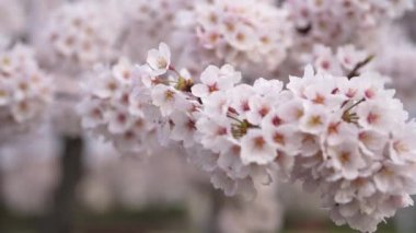 Tokyo, Japonya - 28 Mart 2022: Sakura ya da kiraz çiçeklerinin tamamen açtığı yer