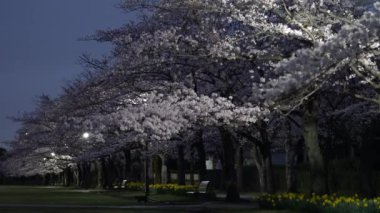 Tokyo, Japonya - 29 Mart 2022 Sakura 'nın altında yürüyen bir kedi ya da kiraz çiçekleri tüm gece boyunca açar.
