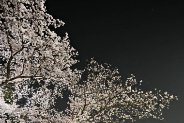 Tokyo, Japonya - 31 Mart 2022: Sakura ya da kiraz çiçekleri gece çiçek açar
