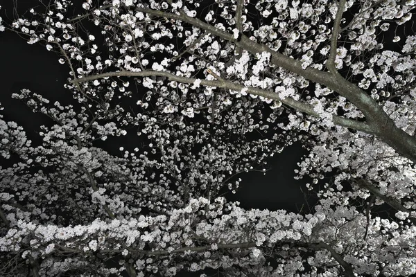 Τόκιο Ιαπωνία Μαρτίου 2022 Άνθη Sakura Κερασιάς Πλήρη Άνθιση Νύχτα — Φωτογραφία Αρχείου