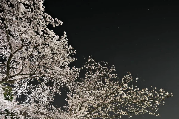 Tokio Japón Marzo 2022 Sakura Flores Cerezo Plena Floración Noche —  Fotos de Stock