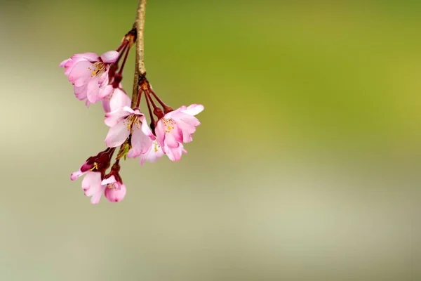 Tokio Japón Marzo 2022 Primer Plano Las Flores Del Cerezo — Foto de Stock