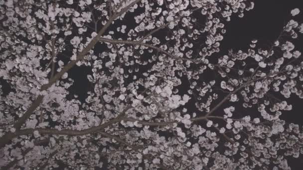 Tokyo Giappone Marzo 2022 Sakura Fiori Ciliegio Piena Fioritura Notte — Video Stock