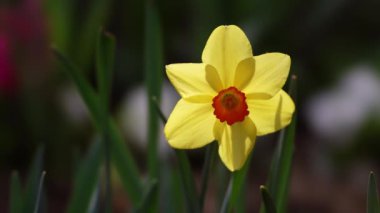 Tokyo, Japonya - 30 Mart 2022: Bahçede bir trompet nergis