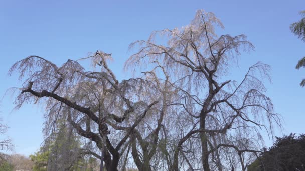 Tokio Japan April 2022 Huilende Kersenboom Ochtend Tama City Japan — Stockvideo