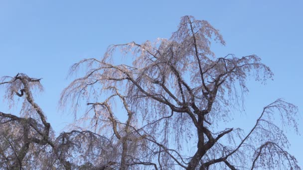 Tokio Japan April 2022 Huilende Kersenboom Ochtend Tama City Japan — Stockvideo
