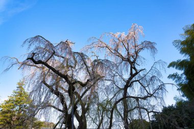 Tokyo, Japonya - 2 Nisan 2022 Tama City, Japonya 'da ağlayan kiraz ağacı. Ağaç neredeyse 200 yaşında..