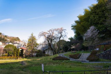 Tokyo, Japonya - 2 Nisan 2022 Tama City, Japonya 'da ağlayan kiraz ağacı. Ağaç neredeyse 200 yaşında..