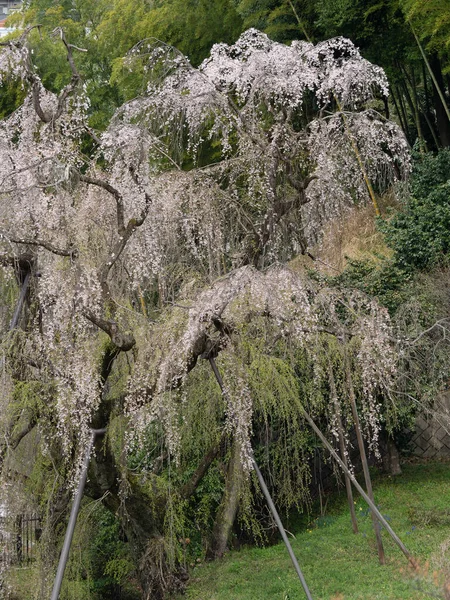 Tokio Japonia Kwietnia 2022 Płaczące Drzewo Wiśniowe Rano Tama City — Zdjęcie stockowe