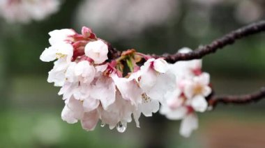 Tokyo, Japonya - 4 Nisan 2022: Sakura veya kiraz çiçekleri yağmurlu bir günde çiçek açar