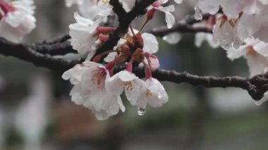 Tokyo, Japonya - 4 Nisan 2022: Sakura veya kiraz çiçekleri yağmurlu bir günde çiçek açar
