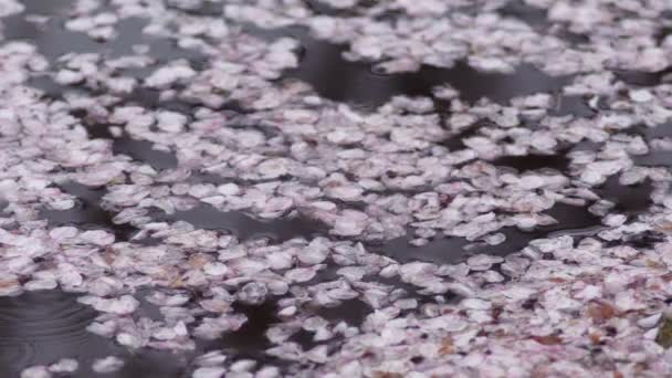 Tokio Japón Abril 2022 Pétalos Rosados Flores Cerezo Flotando Agua — Vídeos de Stock