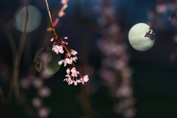 Tokio Japan April 2022 Weinende Kirschblüten Der Nacht Tama Tokio — Stockfoto