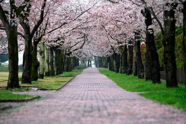 2022年4月5日 桜並木と道路上のピンクの花びら — ストック写真