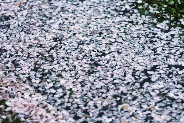 Tóquio Japão Abril 2022 Pétalas Cor Rosa Flores Cerejeira Flutuando — Fotografia de Stock