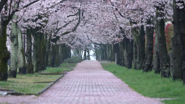 Tokio Japón Abril 2022 Flores Cerezo Pétalos Rosados Caídos Carretera — Vídeos de Stock